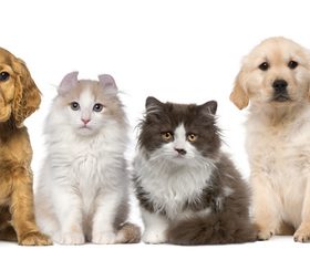 Different pets Stock Photo 06