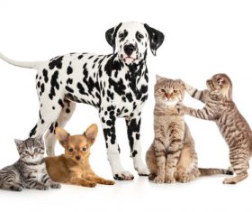 Different pets Stock Photo 07