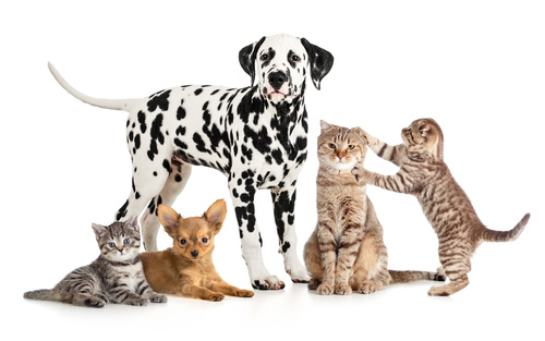 Different pets Stock Photo 07
