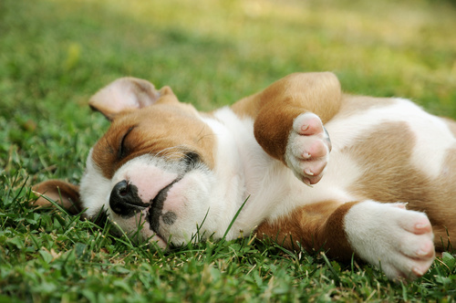 Dog lying on the grass sleeping Stock Photo