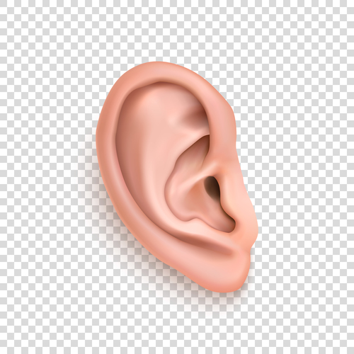 Ear vector illustration