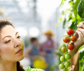 Farmers picking fruits and vegetables Stock Photo 01