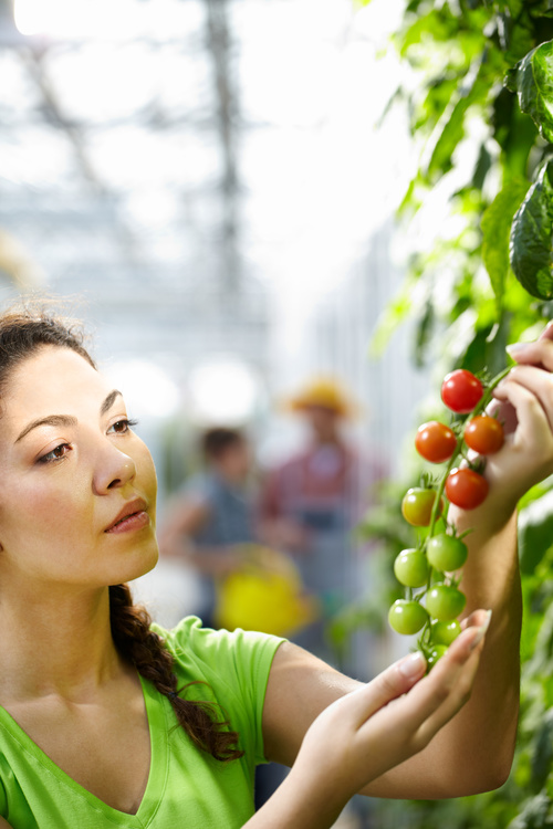 Farmers picking fruits and vegetables Stock Photo 01