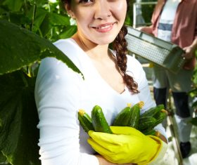 Farmers picking fruits and vegetables Stock Photo 02