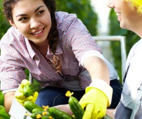 Farmers picking fruits and vegetables Stock Photo 03