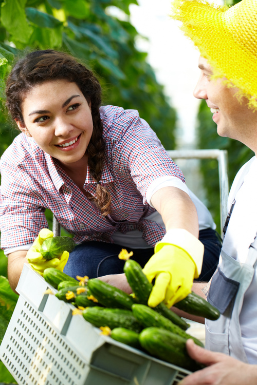 Farmers picking fruits and vegetables Stock Photo 03
