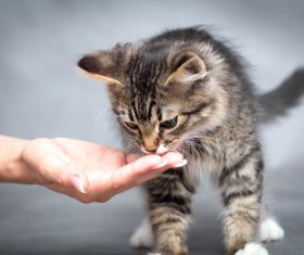 Feeding kittens to eat Stock Photo