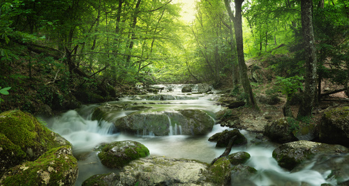Flowing stream in the forest Stock Photo
