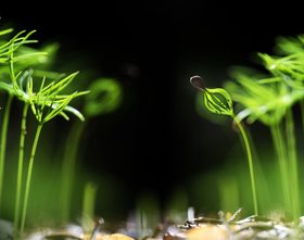 Forest tree germ Stock Photo