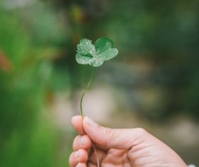 Four-leaf clover Stock Photo