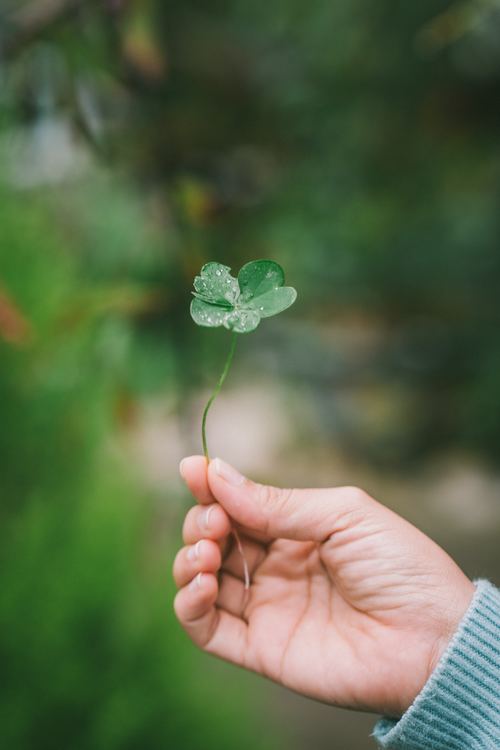 Four-leaf clover Stock Photo