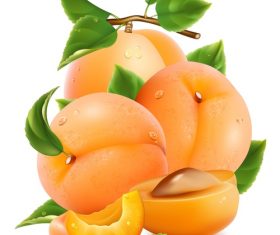 Fresh apricot design vectors set 01