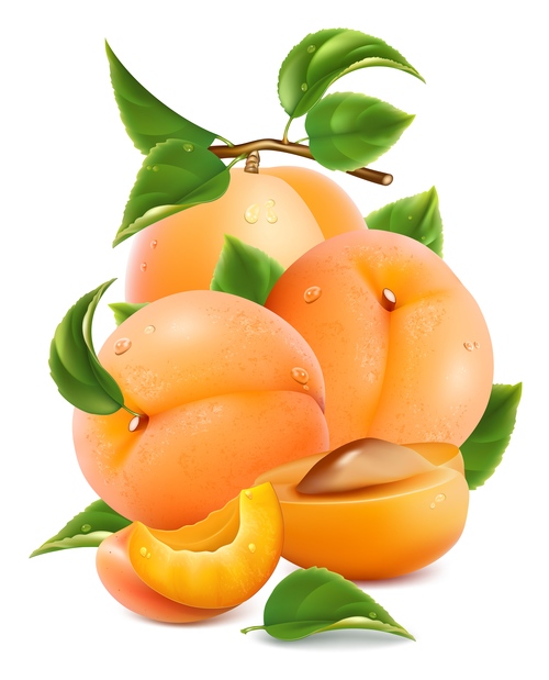 Fresh apricot design vectors set 01