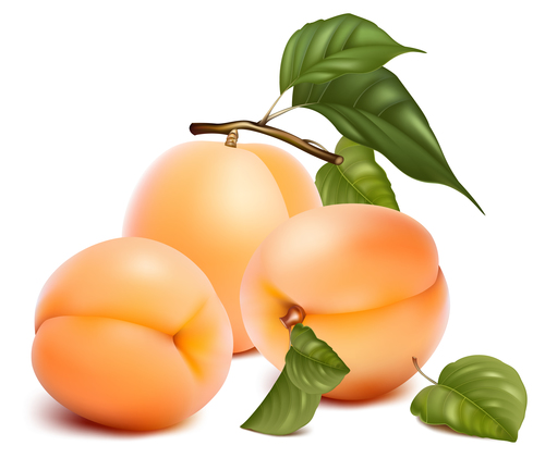 Fresh apricot design vectors set 02