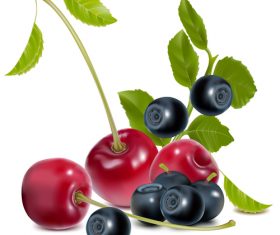 Fresh berries design vectors set 01