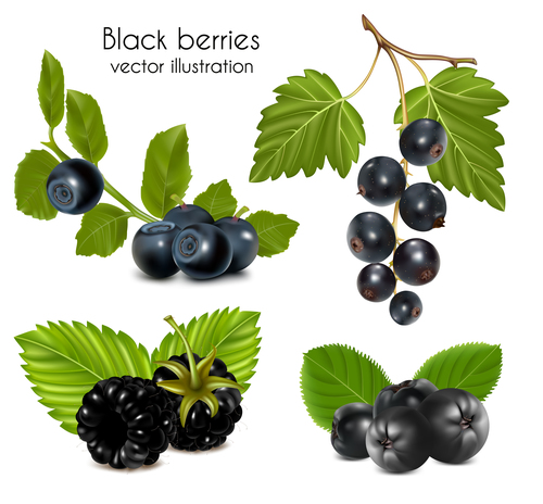 Fresh berries design vectors set 03