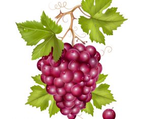 Fresh grape design vectors