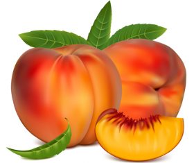 Fresh peach design vectors set 01