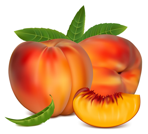 Fresh peach design vectors set 01