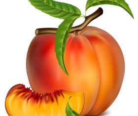 Fresh peach design vectors set 03