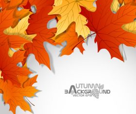 Golden with red maple leaf autumn background vector