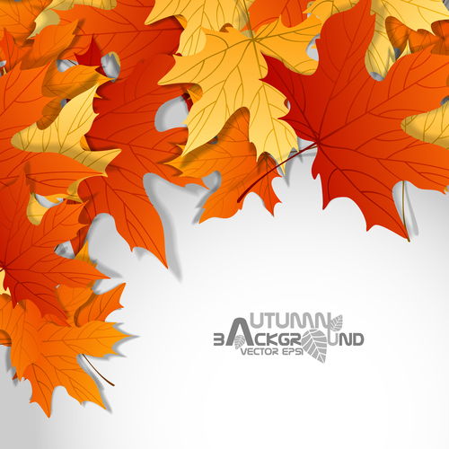 Golden with red maple leaf autumn background vector