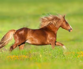Horse running on the grass Stock Photo 01