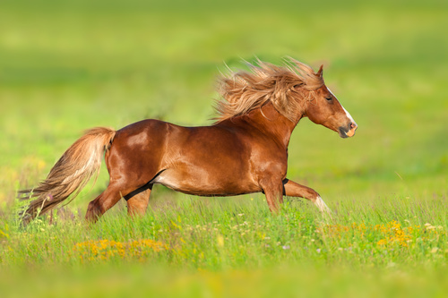 Horse running on the grass Stock Photo 01
