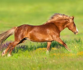 Horse running on the grass Stock Photo 02