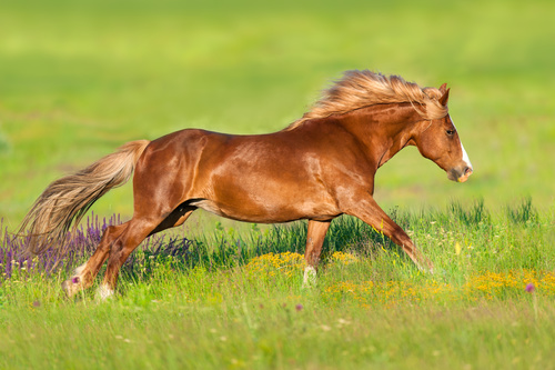 Horse running on the grass Stock Photo 02