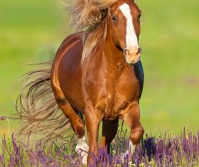 Horse running on the grass Stock Photo 03