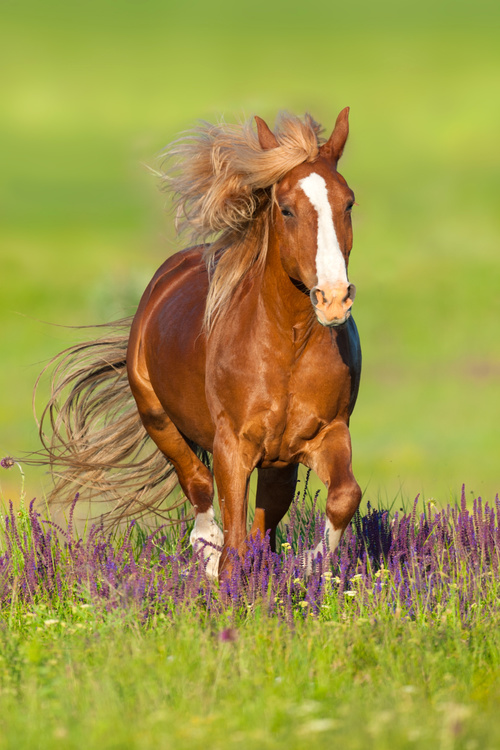 Horse running on the grass Stock Photo 03