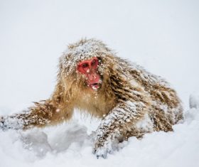 In the snow monkey Stock Photo 01