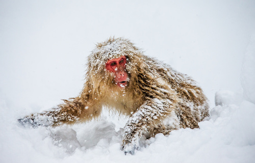 In the snow monkey Stock Photo 01