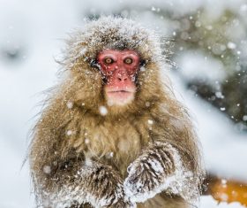 In the snow monkey Stock Photo 02