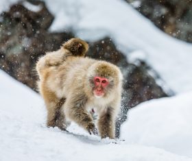 In the snow monkey Stock Photo 03