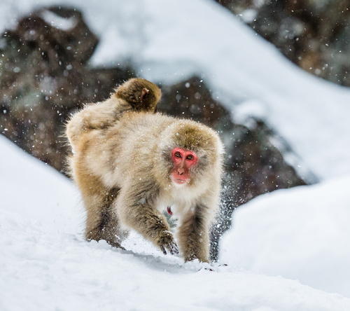 In the snow monkey Stock Photo 03