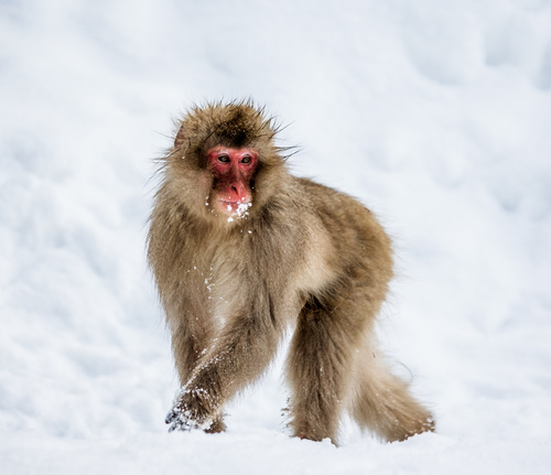 In the snow monkey Stock Photo 04