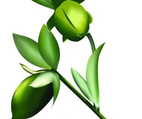 Jojoba vector