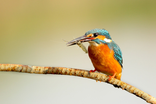 Kingfisher bird Stock Photo