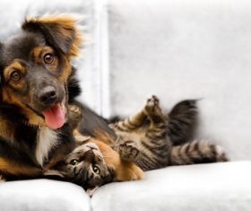 Kitten and dog on the couch Stock Photo