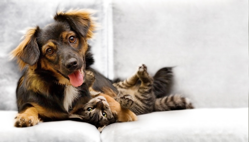 Kitten and dog on the couch Stock Photo