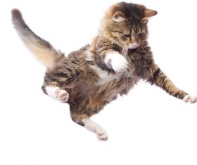 Kitten jumping up Stock Photo 01