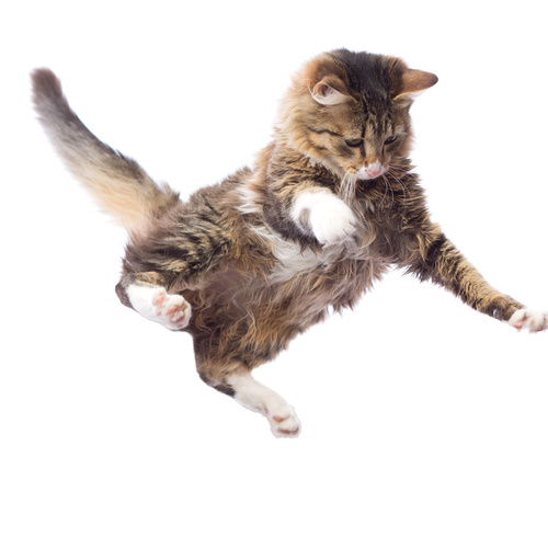 Kitten jumping up Stock Photo 01 free download