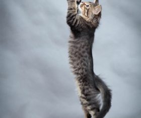 Kitten jumping up Stock Photo 02