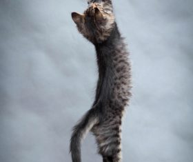 Kitten jumping up Stock Photo 03