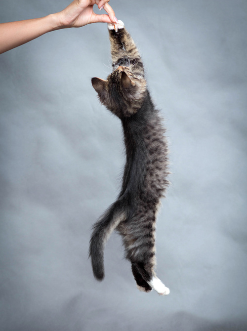 Kitten jumping up Stock Photo 03