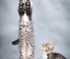 Kitten jumping up Stock Photo 04