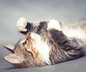 Kitten looking at his paw Stock Photo 02