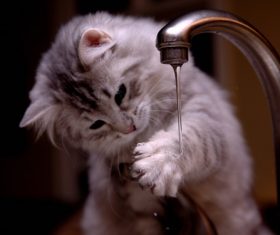 Kitten playing with water Stock Photo